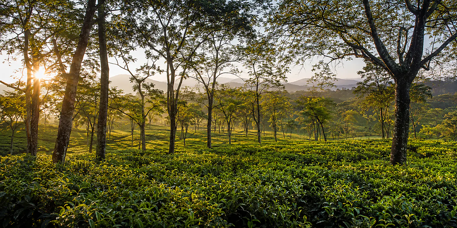 The road through the Dooars tea gardens between Bagdogra and the Bhutan border at Jaigaon